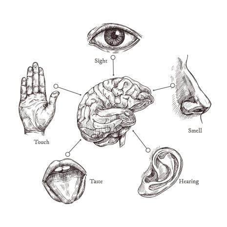 5 sens du corps humain illustré en noir et blanc