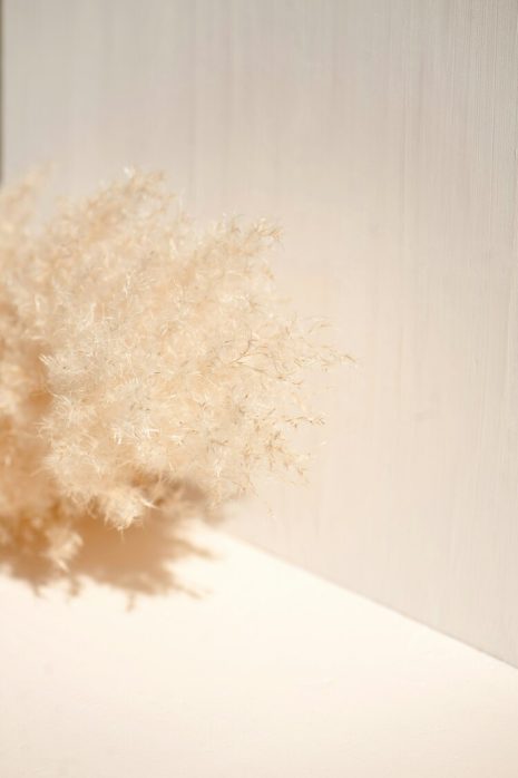 pampa dans un angle de mur blanc et formant une ombre